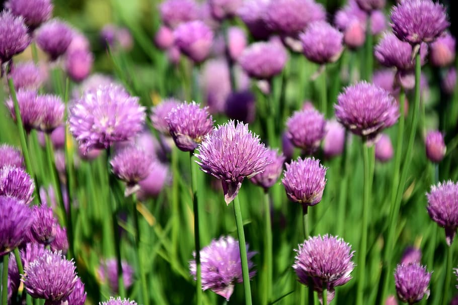 Close-up Photography of Purple Flowers, beautiful, bloom, blooming HD wallpaper