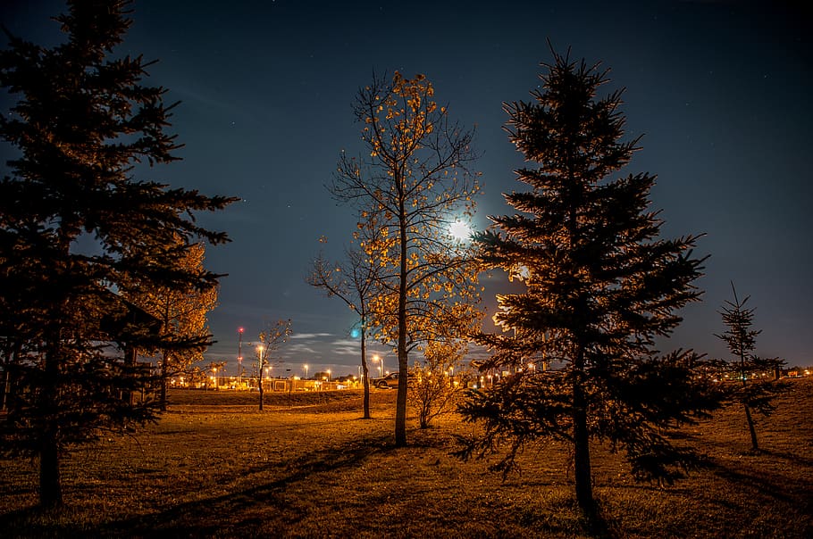 green trees at night, plant, conifer, flora, st. albert, canada, HD wallpaper