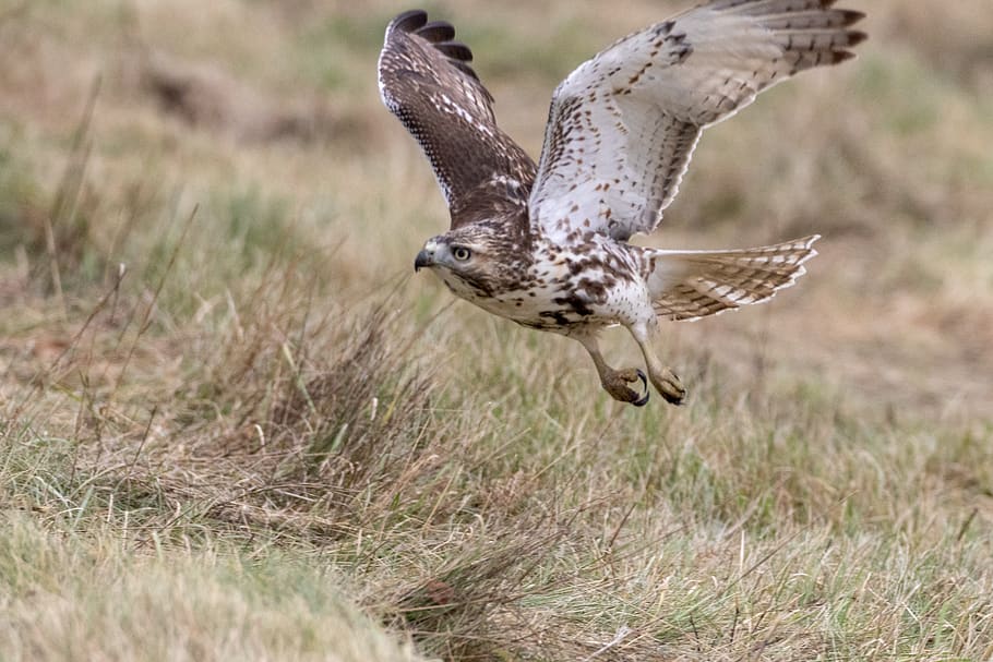 red tailed hawk, bird, nature, wildlife, predator, animal wildlife HD wallpaper