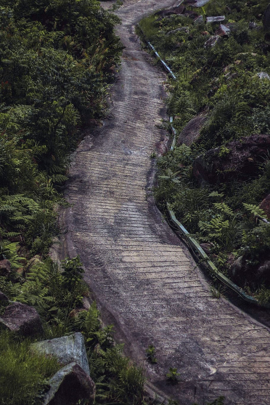 plant, tree, direction, no people, nature, the way forward HD wallpaper