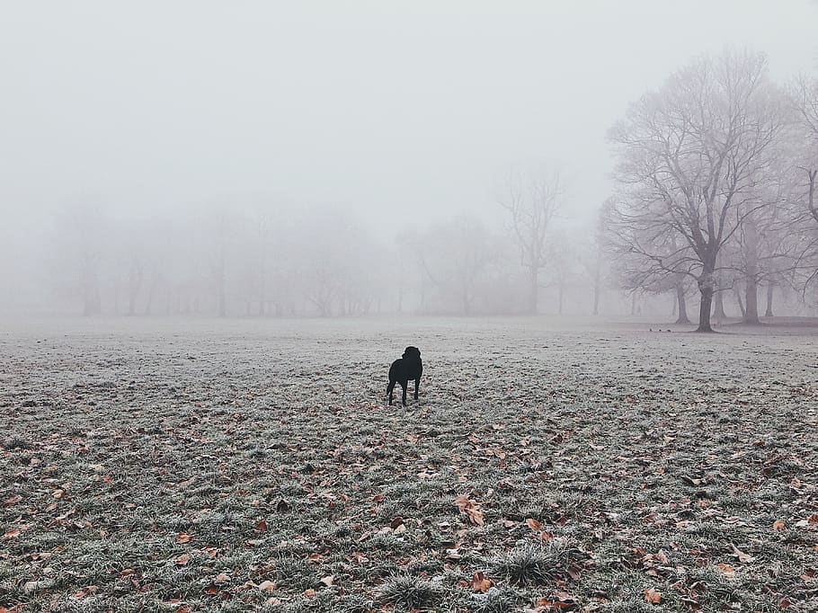 white and gray-colored sky, fog, tree, one animal, animal themes HD wallpaper