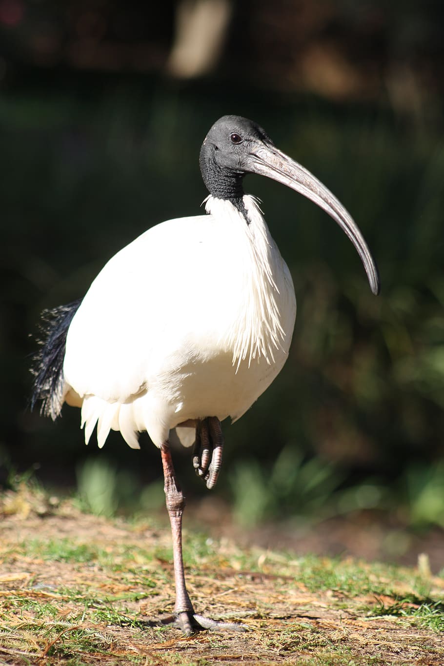 ibis, bird, white, black, nature, wildlife, brisbane, beak HD wallpaper