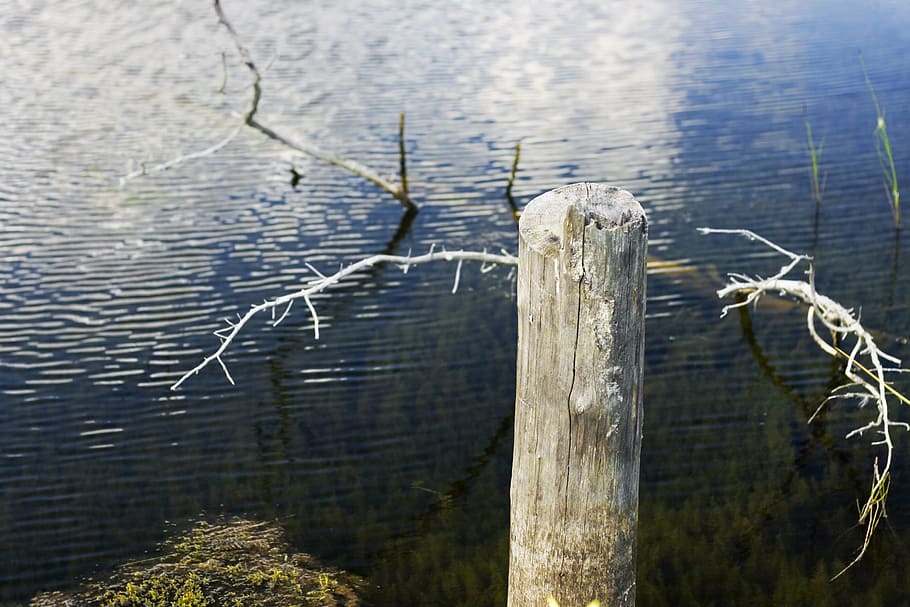 water, tree, scene, no people, plant, nature, day, wood - material HD wallpaper