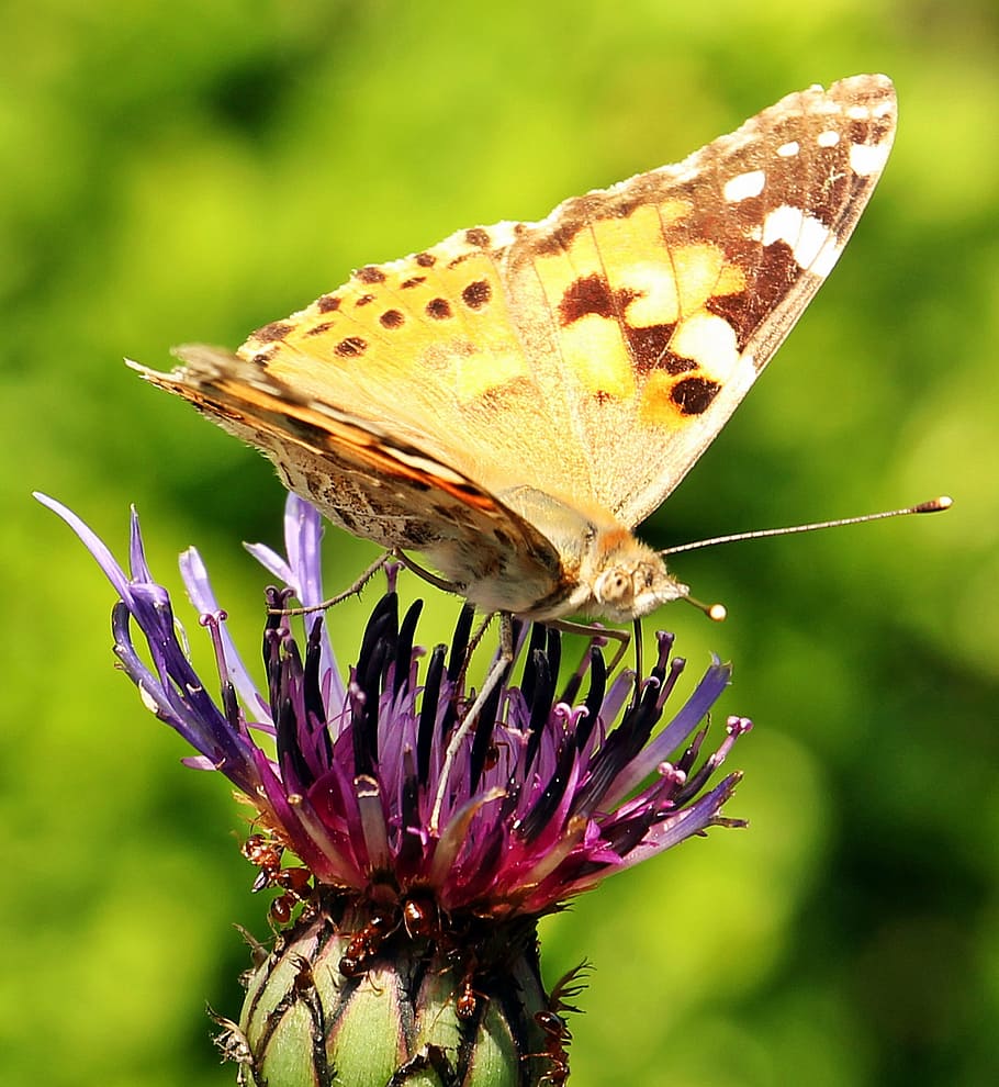 macro, butterfly, insect, animal, wild, nature, fresh, flower HD wallpaper