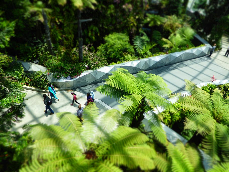singapore, botanic, garden, greenhouse, tropical, plant, tree, HD wallpaper