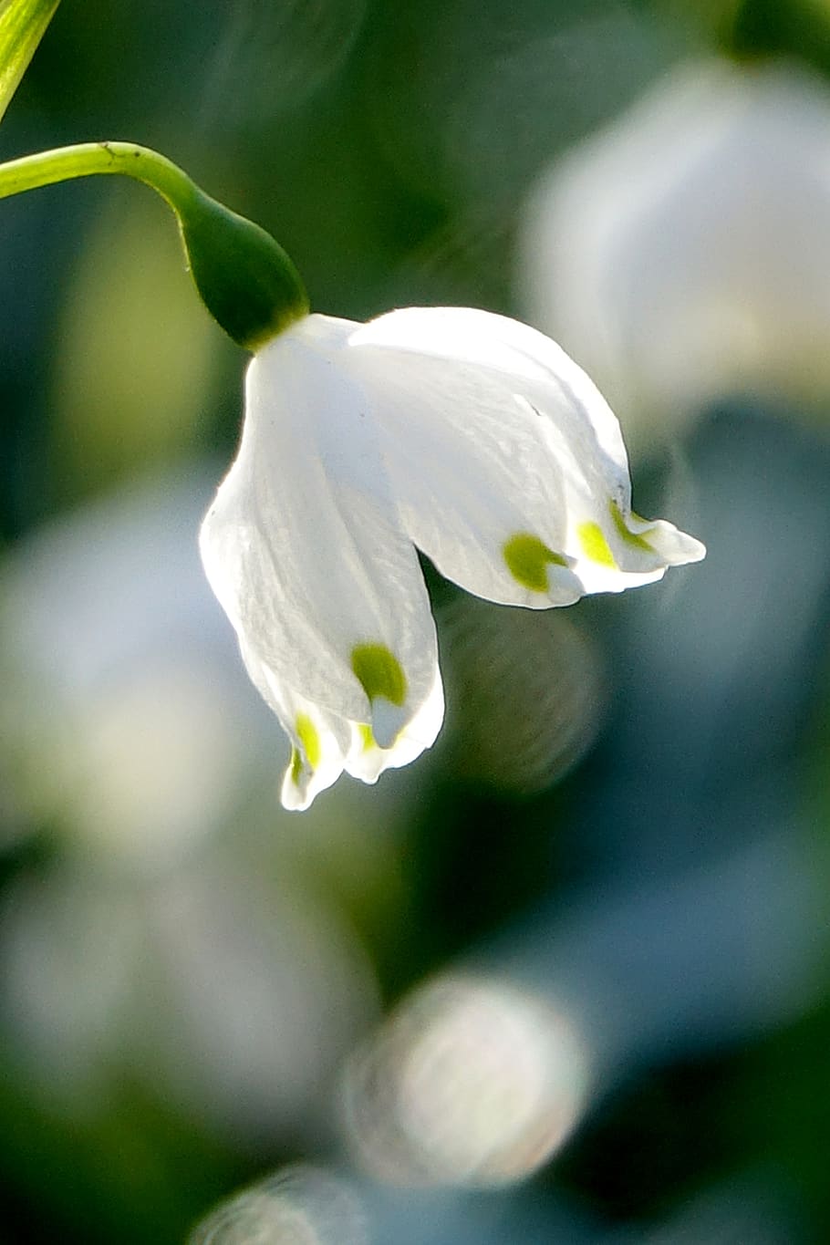 snowflake, spring, light, golden hour, mood, nature, plant HD wallpaper