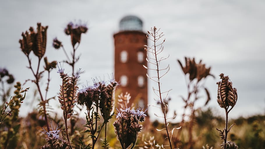 lighthouse, tower, ruins from, rügen, summer, baltic sea, western pomerania HD wallpaper