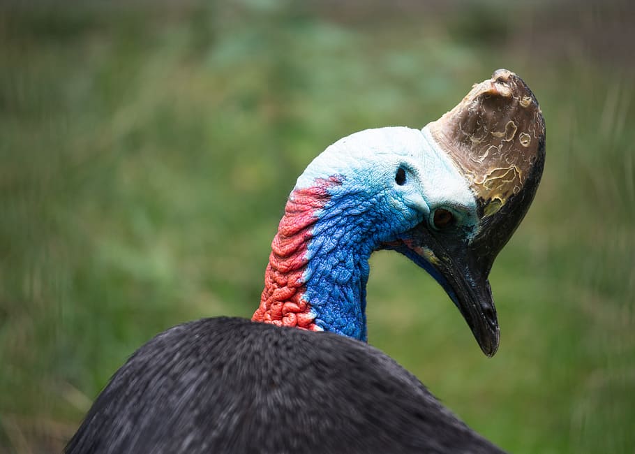 bird, one animal, animal themes, vertebrate, animal wildlife HD wallpaper