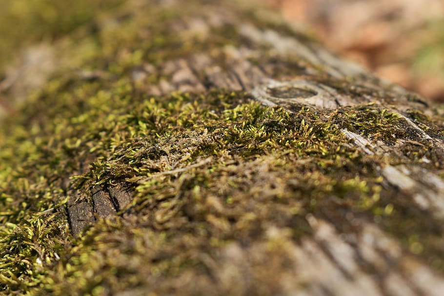 plant, moss, tree, vegetation, rock, outdoors, rainforest, nature HD wallpaper