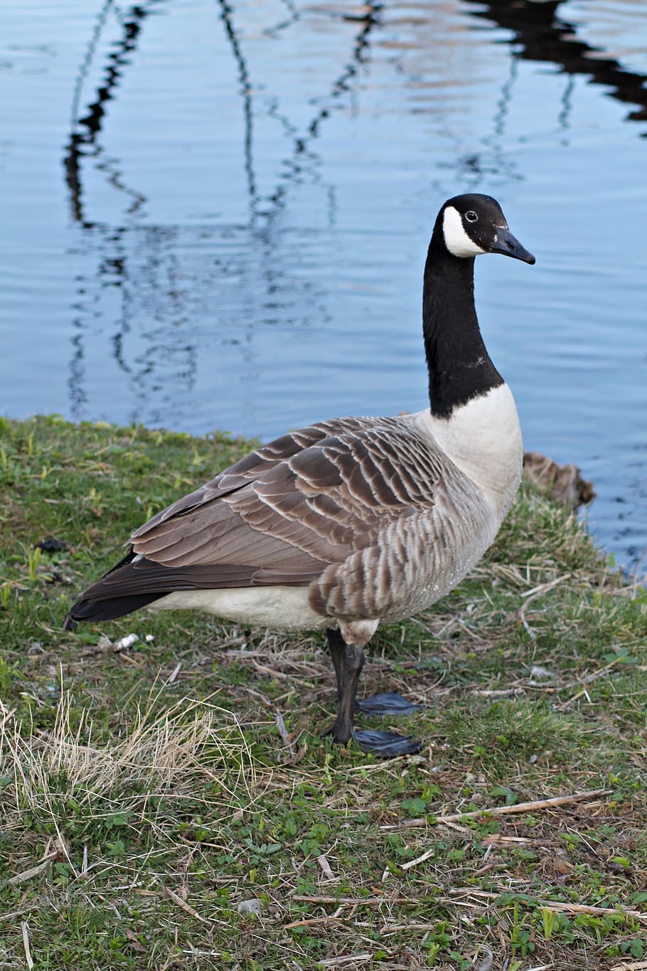 canada goose, geese, gislaved, animal wildlife, bird, animals in the wild