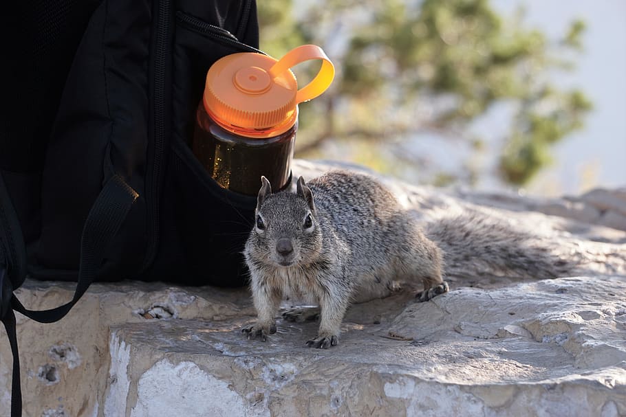 squirrel beside backpack, animal, grand canyon, usa, mammal, rodent HD wallpaper