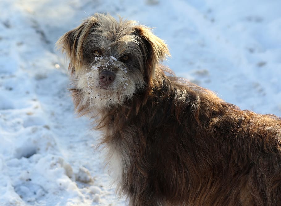 dog, winter, snow, cold, pet, brown, one animal, canine, animal themes HD wallpaper
