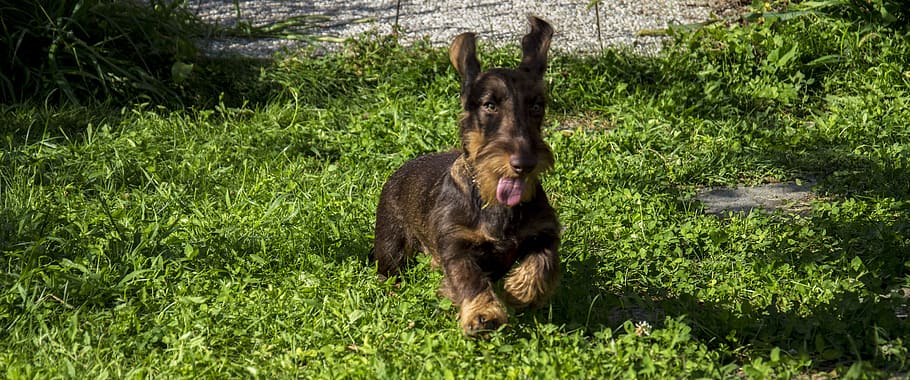 dog, dachshund, animal themes, mammal, plant, one animal, grass HD wallpaper