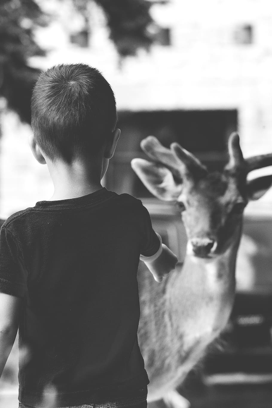 boy, kid, deer, child, men, boys, males, mammal, one person HD wallpaper
