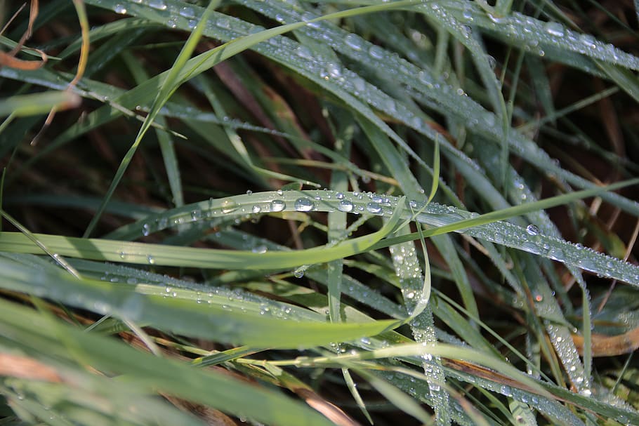 dew, drip, water, grass, dewdrop, plant, close up, droplets HD wallpaper