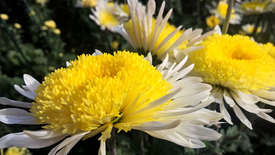 macro, chrysanthemum, garden, flowering plant, vulnerability HD wallpaper
