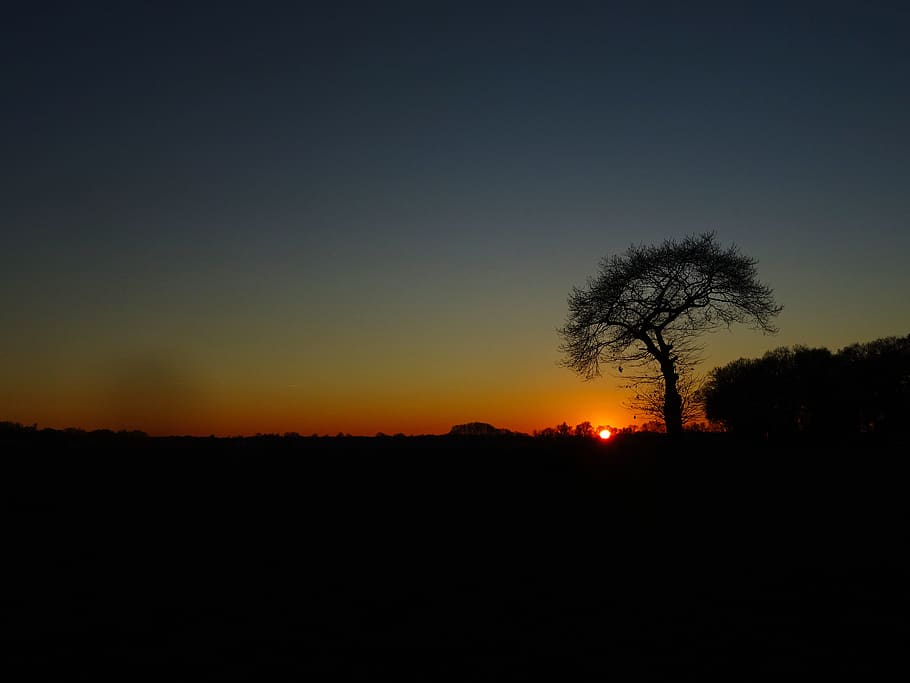 sun, sunset, tree, silhouette, sky, plant, beauty in nature HD wallpaper