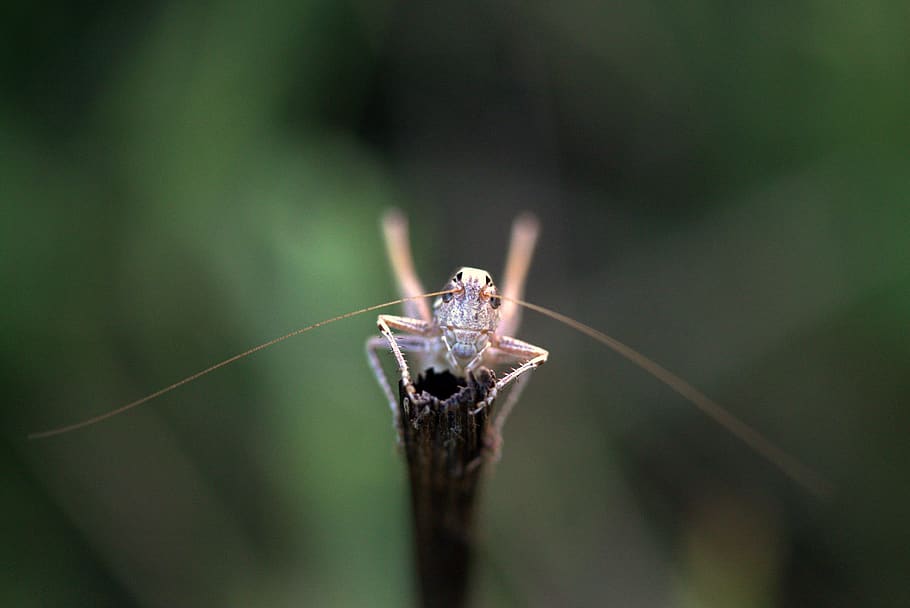 grasshopper, insecta, rest, nature, animal, one animal, animal themes HD wallpaper