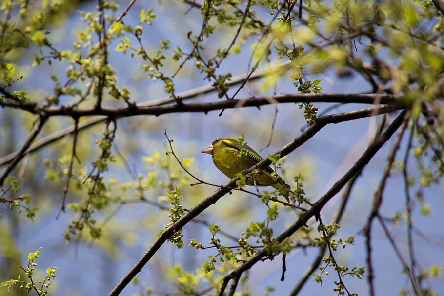 bird, yellow, spring, nature, flower, summer, landscape, blossom HD wallpaper