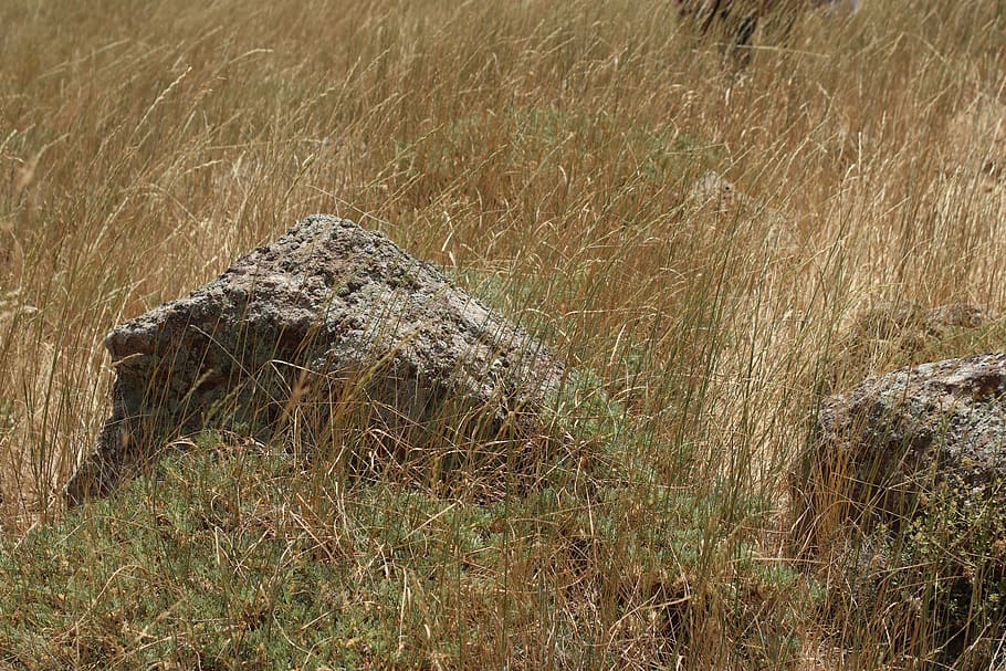 plant, grass, ground, field, outdoors, grassland, animal, bird HD wallpaper