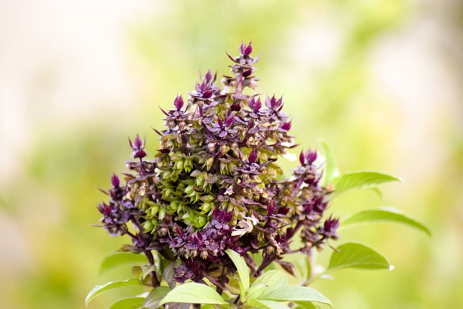 HD wallpaper holy basil nature flower garden color green