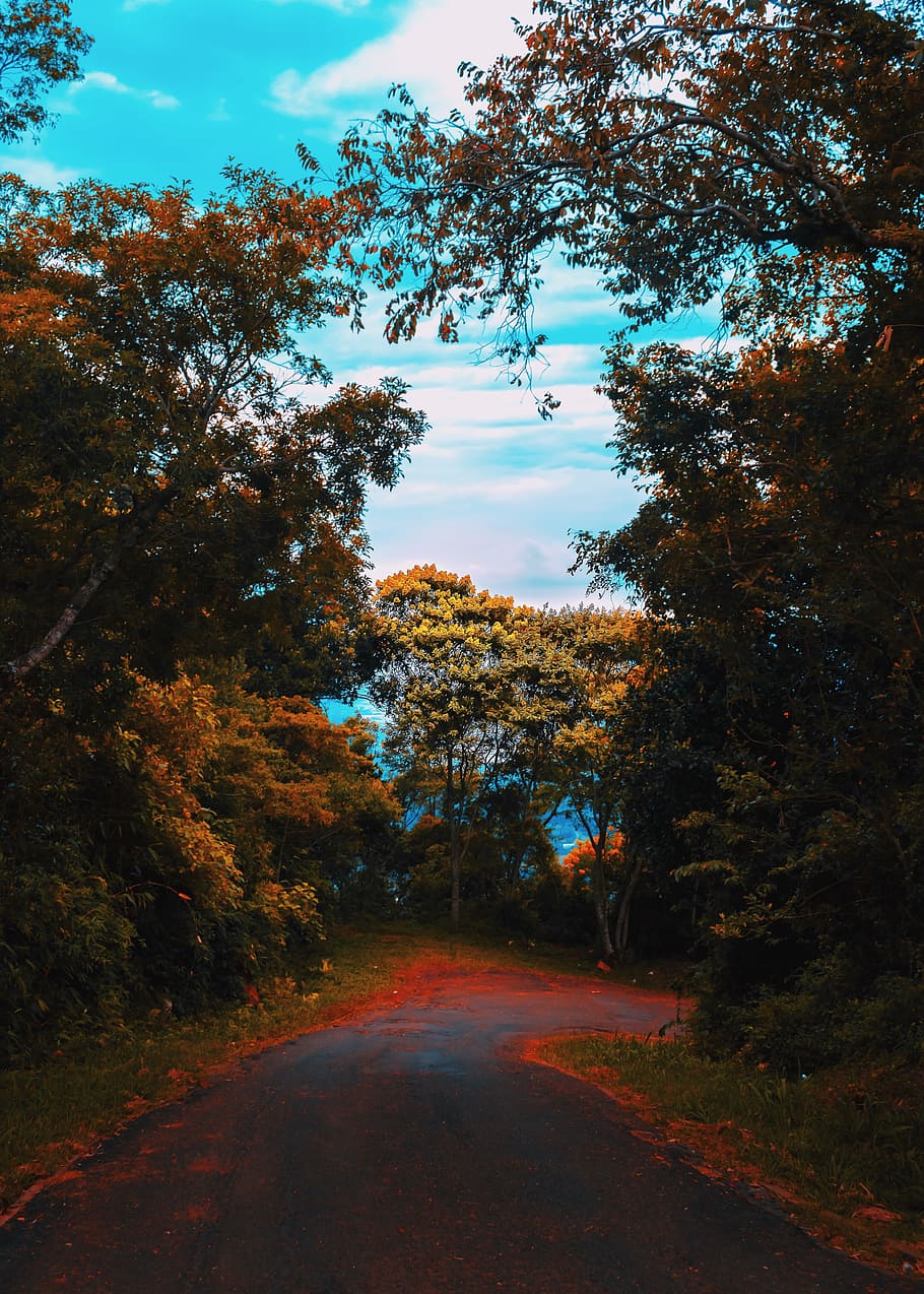 brazil, morro ferrabraz, sky, tree, nature, wonderful, amazing HD wallpaper