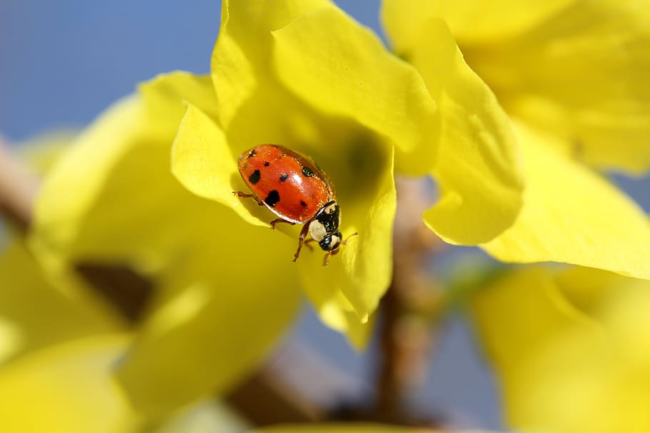 ladybug, ladybird, beetle, insects, macro, spring, golden rain HD wallpaper