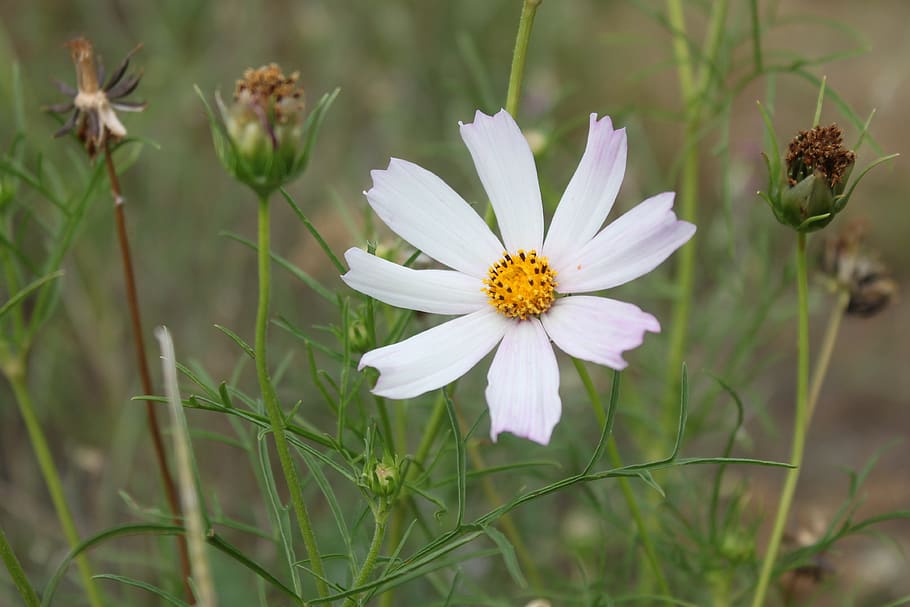 flower, white, flora, meadow, yellow, the petals, grasshopper HD wallpaper