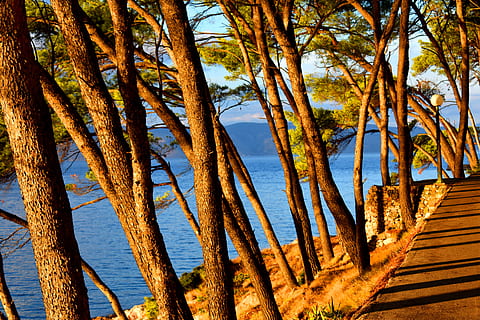 trees, trunks, pines, conifers, forest, nature, wood, pattern HD wallpaper