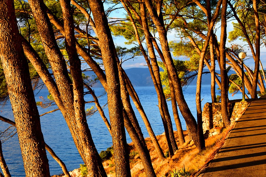 trees, trunks, pines, conifers, forest, nature, wood, pattern HD wallpaper