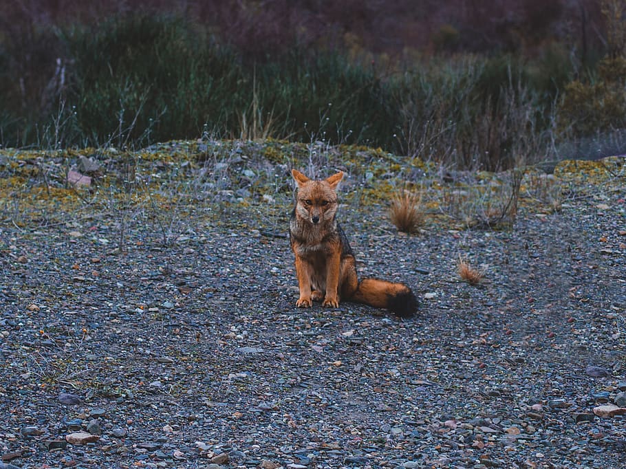 fox, reserva natural villavicencio, las heras, argentina, grey, HD wallpaper