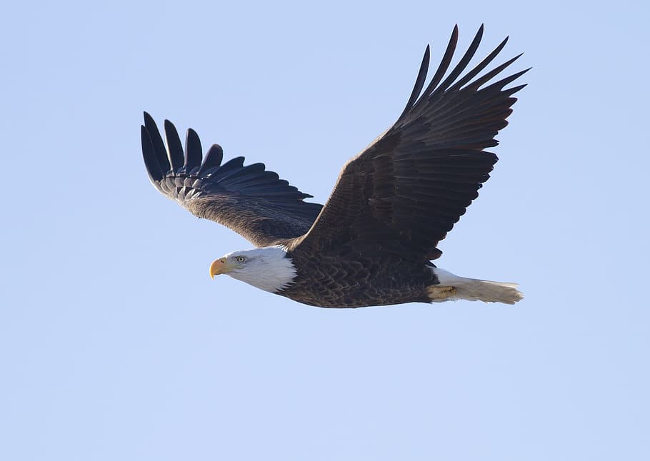 eagle, bald, flying, sky, wings, predator, bird, majestic, soaring HD wallpaper