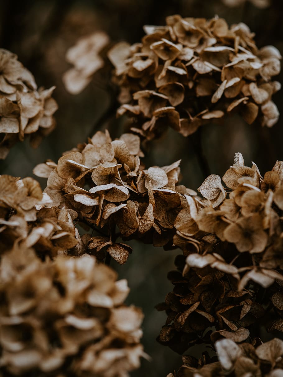 brown petaled flower, close-up, dry, no people, vulnerability HD wallpaper