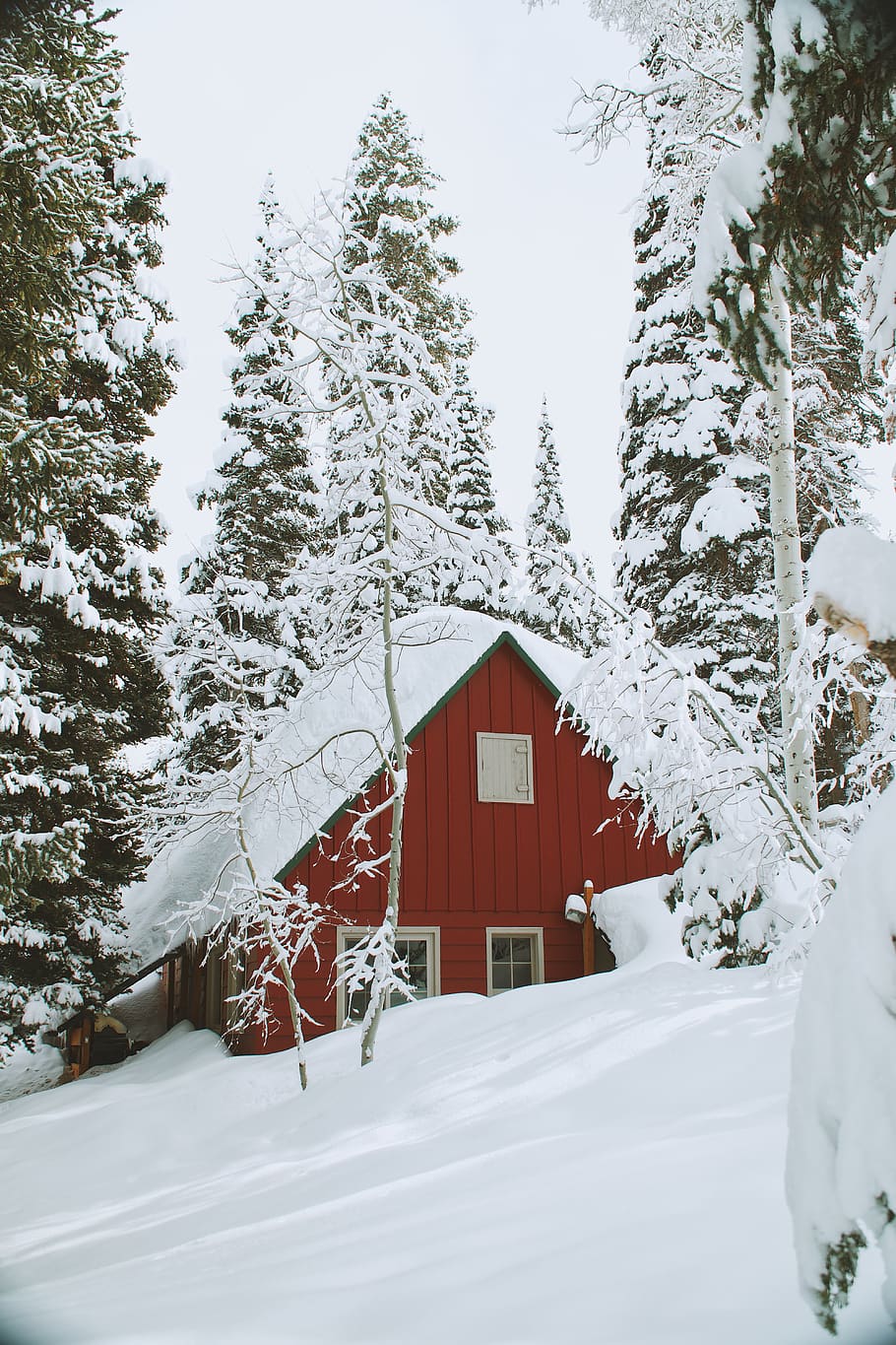 snow, winter, white, cold, weather, ice, trees, plants, nature HD wallpaper