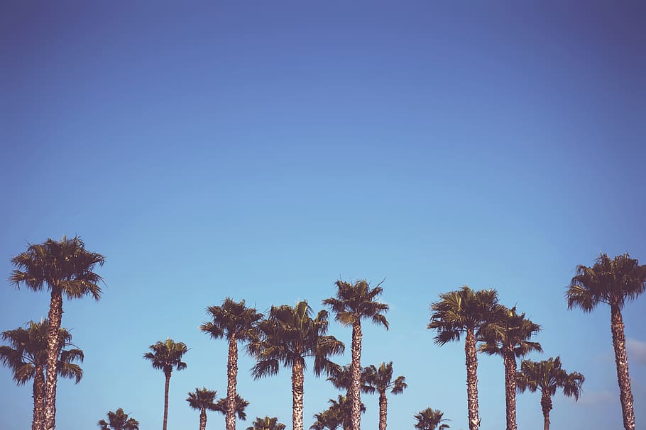 sago trees, palm tree, flora, arecaceae, plant, blue, pismo beach, HD wallpaper