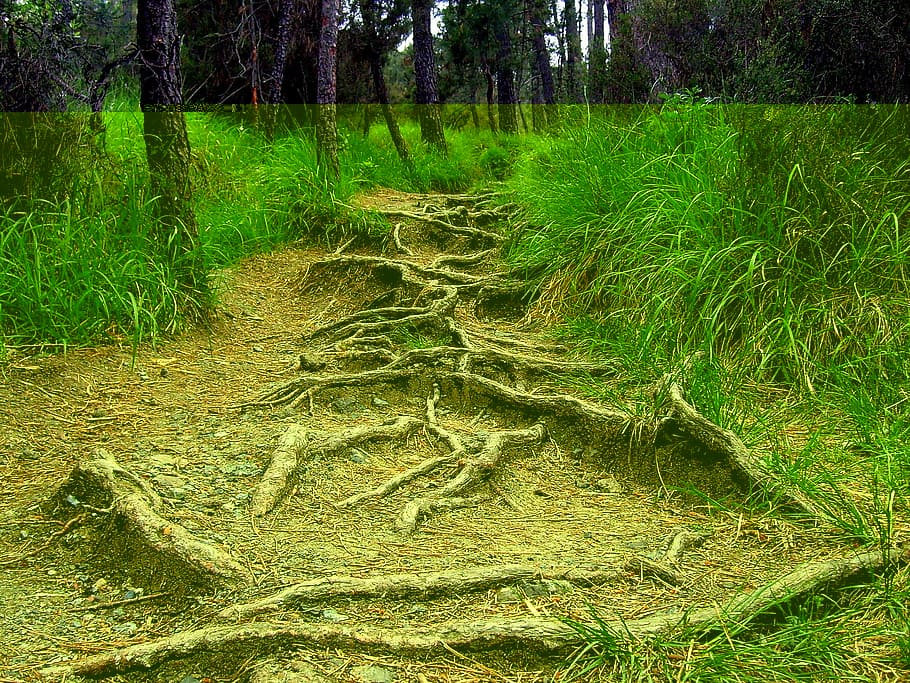 root, nature, tree, green, woods, forest, plant, growth, land HD wallpaper