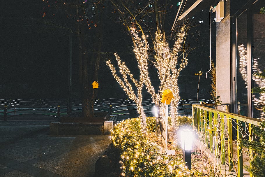 lighted plants during nighttime, flare, 12 baekbeom-ro 90da-gil HD wallpaper