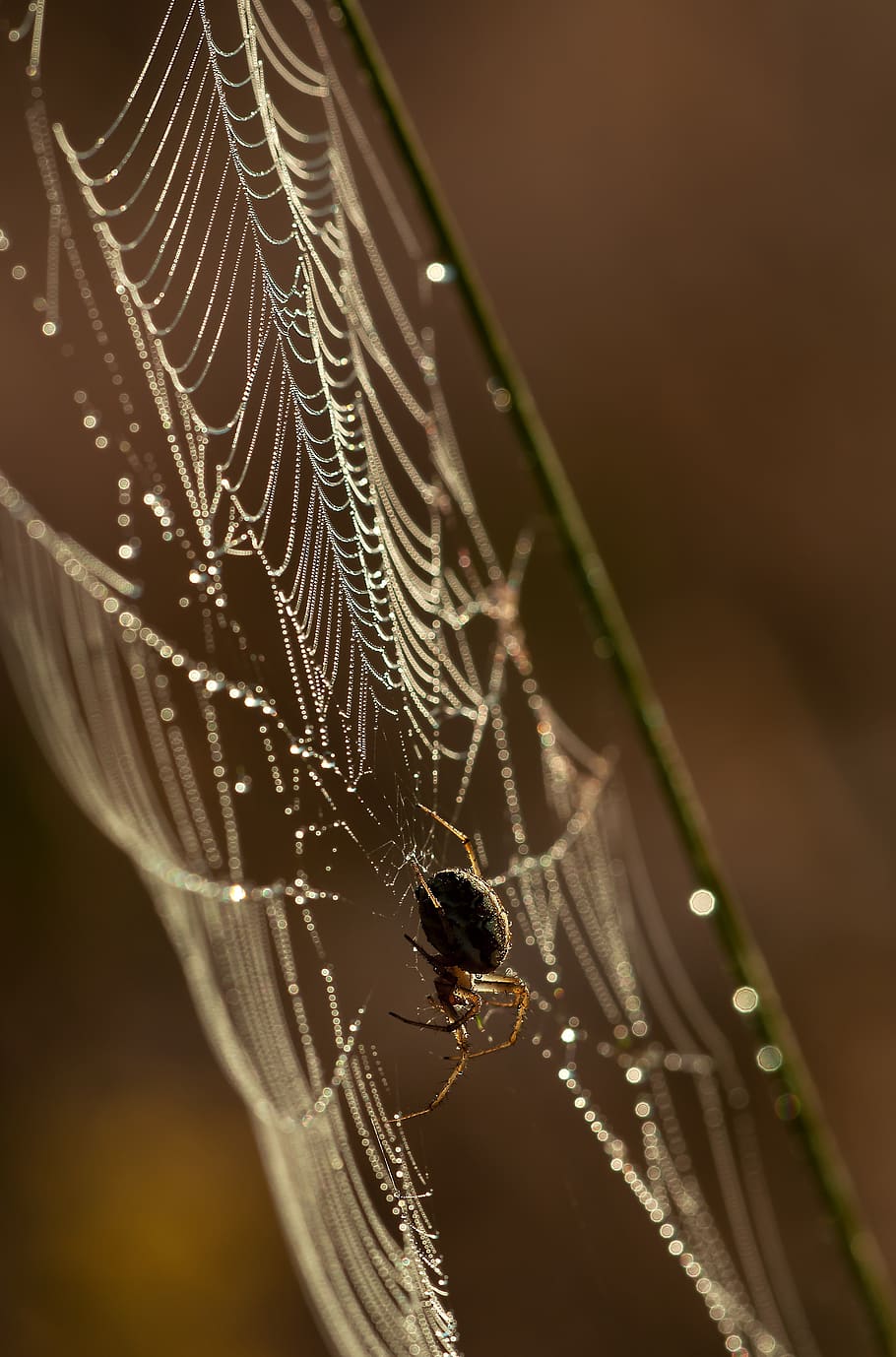 Brown and Black Spider Hanging on White Spider Web, cobweb, insect HD wallpaper
