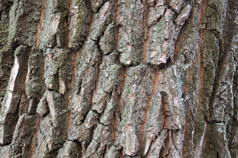 invoice, tree, texture, bark, background, trees, relief, full frame HD wallpaper