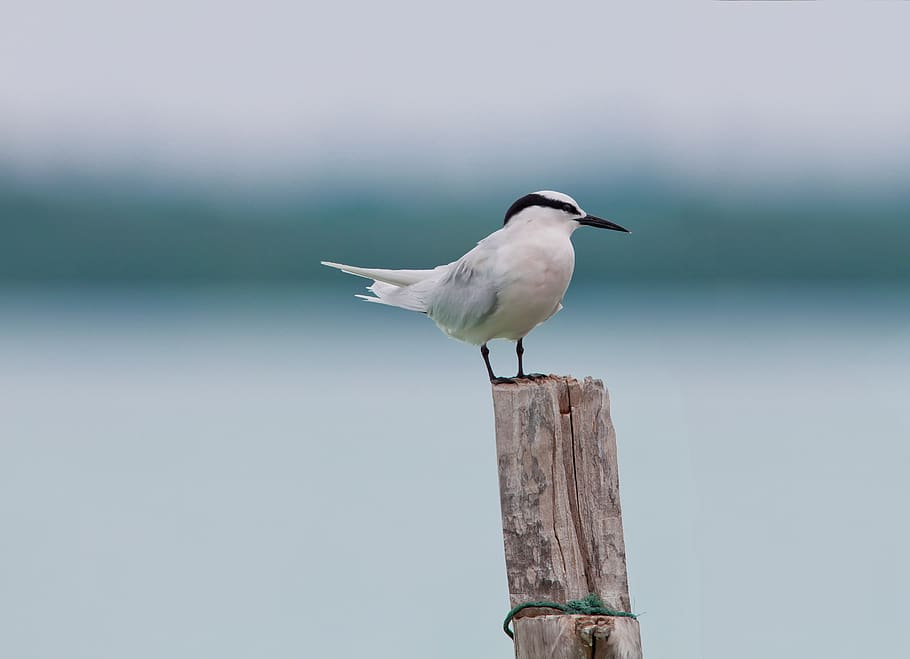 White Bird, animal, blur, daylight, feathers, little, nature HD wallpaper