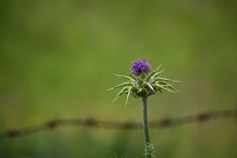 thistle, wire, green, nature, purple, plant, flower, flowering plant HD wallpaper