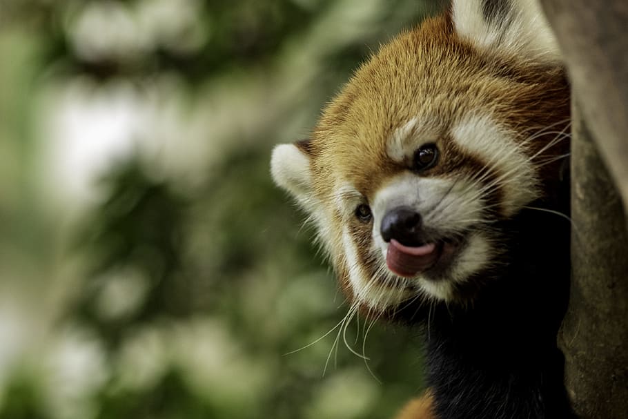 red panda climbing on tree, tongue, whisker, face, fur, closeup