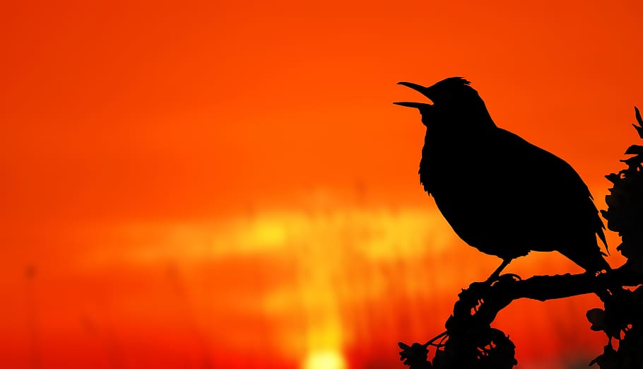 Close-up of Silhouette Bird Perching on Orange Sunset, animal HD wallpaper