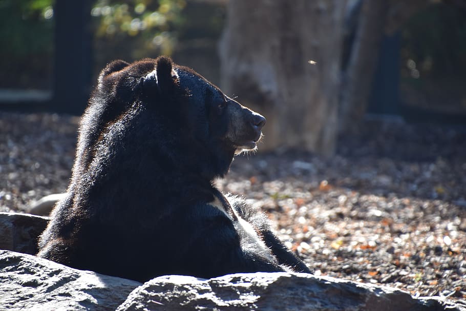 bear, brown, nature, fur, wild, zoo, snout, hairy, one animal HD wallpaper