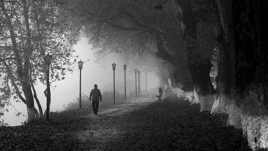fog, foggy, path, forest, nature, landscape, trees, autumn HD wallpaper
