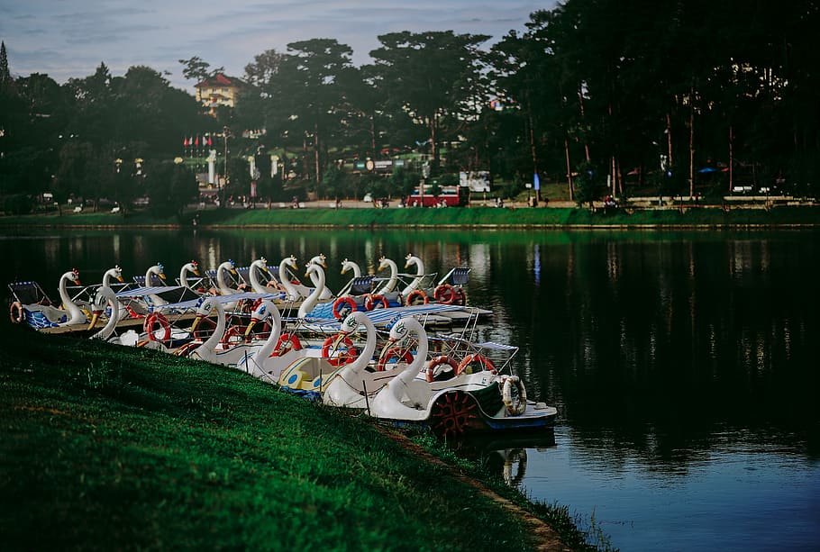 Swan Boat Docked on River, boats, clouds, daytime, grass, group together HD wallpaper