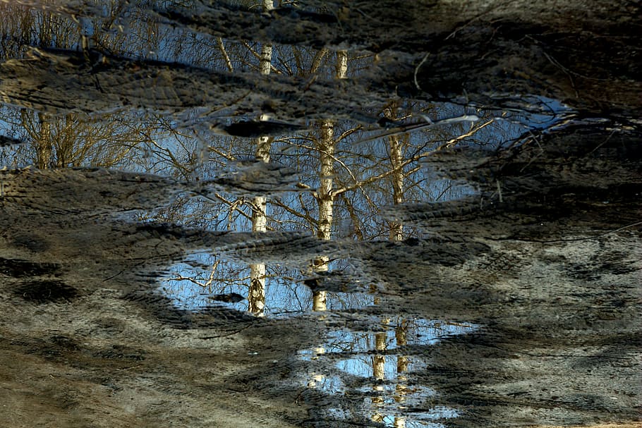 pool, reflection, mirror, birch, plant, tree, water, no people HD wallpaper