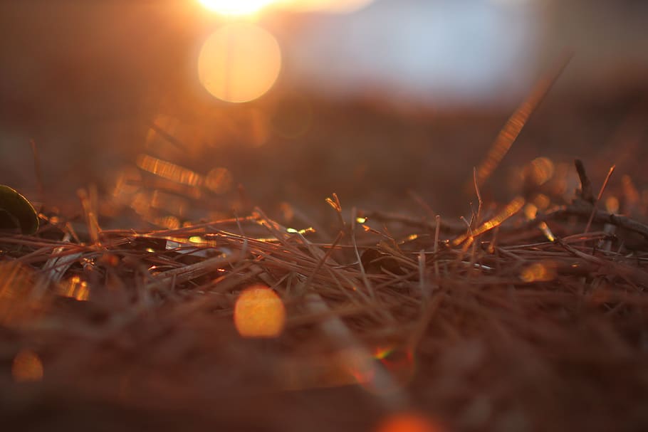 fall, pine needles, sunset, bokeh, autumn, copy soace, golden hour HD wallpaper