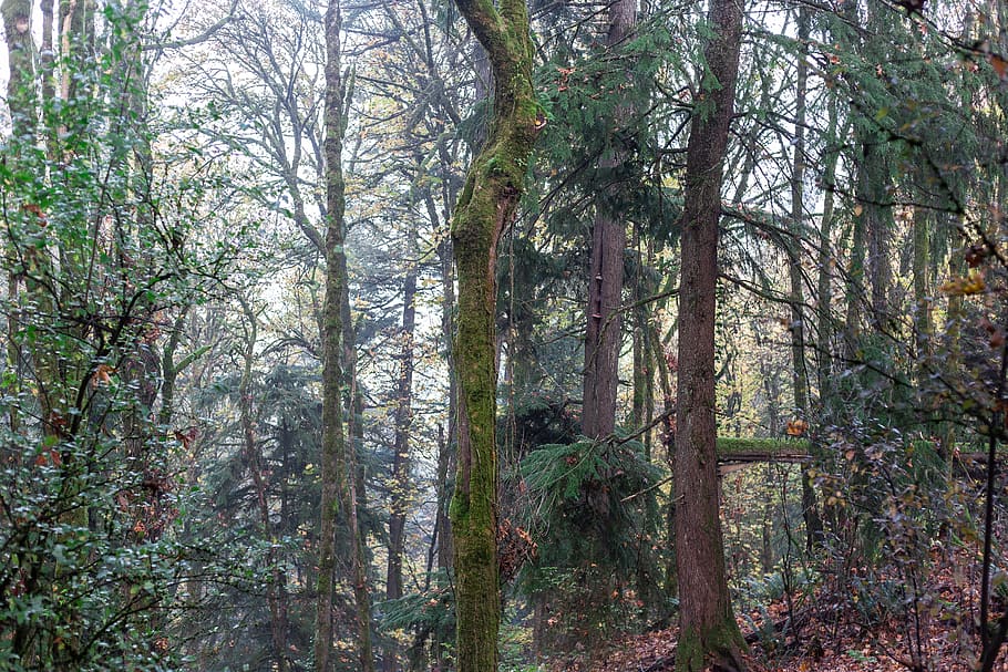 tree, plant, vegetation, tree trunk, nature, outdoors, woodland HD wallpaper