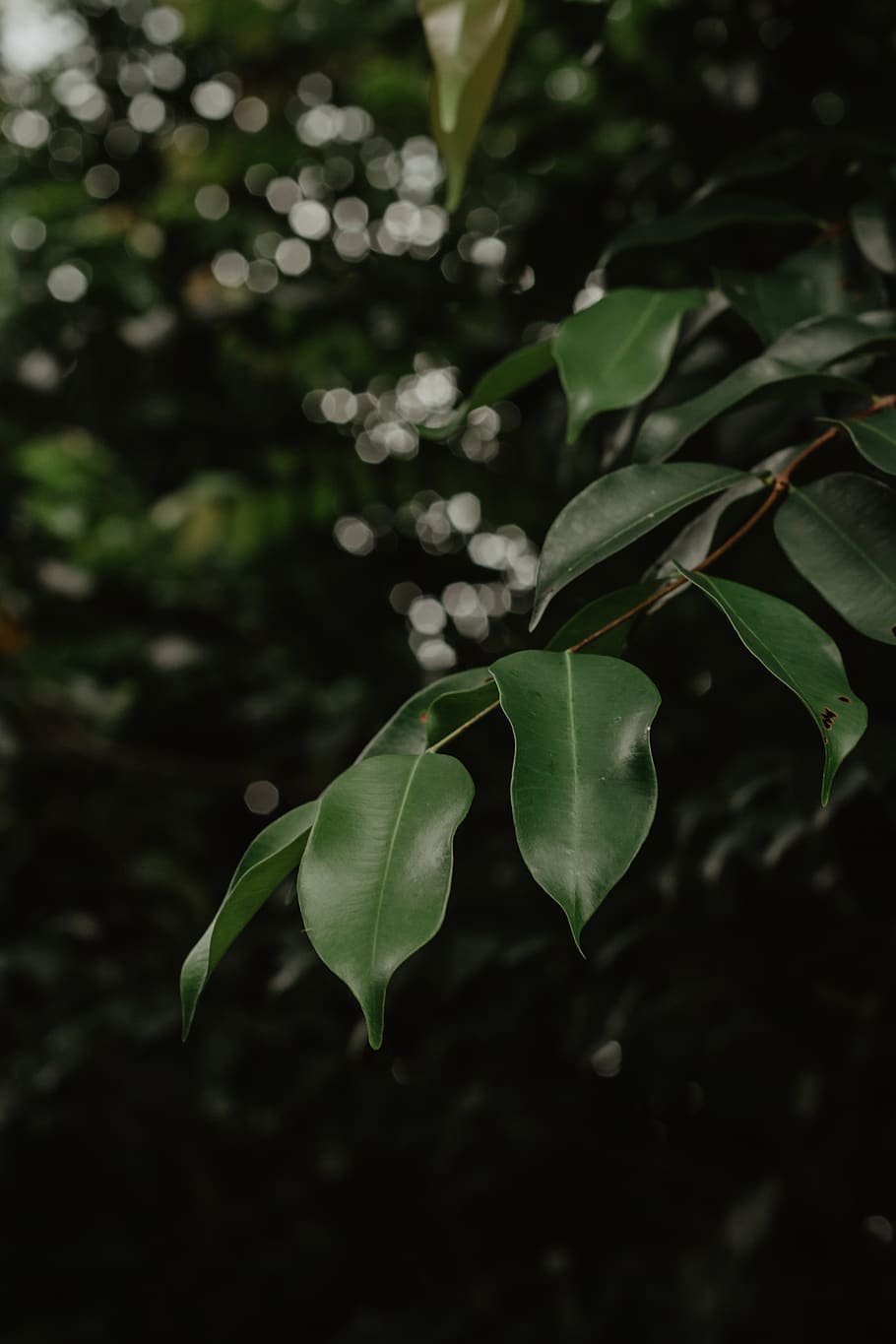 Green Leaf Plant, branch, macro, plant part, growth, close-up HD wallpaper